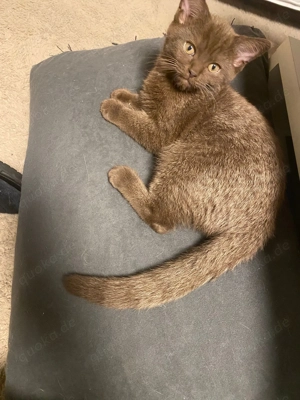 BKH Kitten Babykatzen