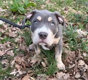 american bully xl welpe 