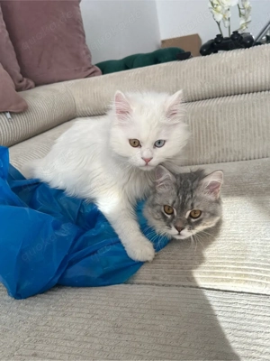 Türkisch Angora Mix 