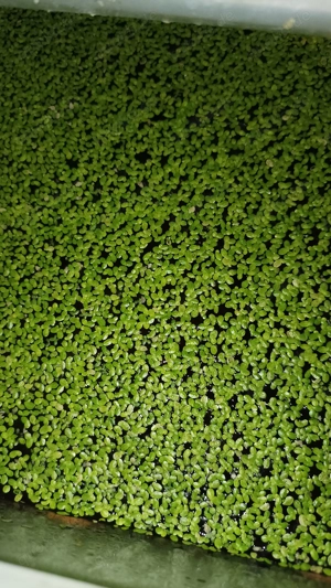 Wasserlinsen für Teich oder Aquarium 