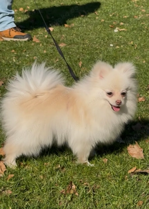 Pomeranian Zwergspitz