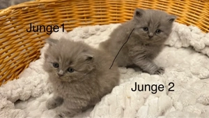 BKH und BLH kitten mit Stammbaum