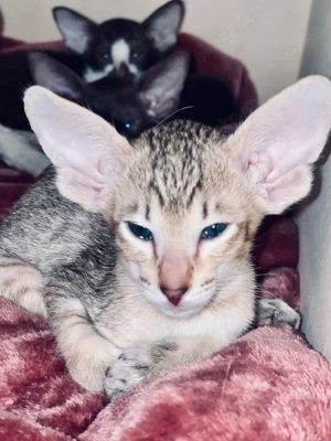 Orintalische Kurzhaar Edel Kitten