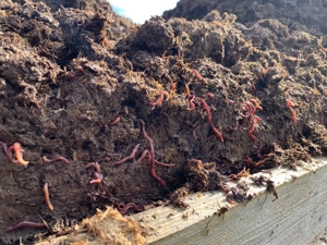 Pferdemist - der perfekte Dünger