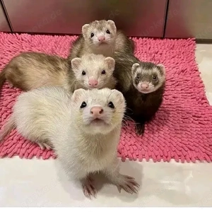 Junge Frettchen abzugeben