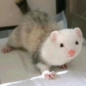 Suche ein Frettchen freund für meine Fähe