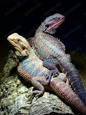 Ankündigung Bartagamen Nachzucht 2026