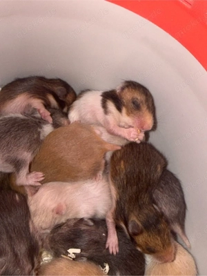 15 Goldhamsterbabys zu verkaufen Ende März  Anfang April 