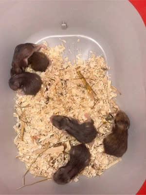 6 von 15 Goldhamsterbabys zu verkaufen Ende März  Anfang April 