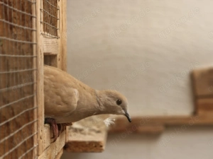 Lachtauben abzugeben Bild 6