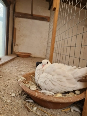 Lachtauben abzugeben Bild 5