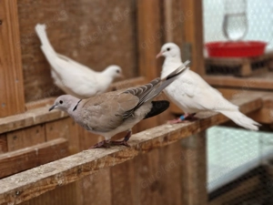 Lachtauben abzugeben Bild 7