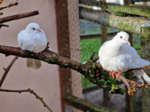 Lachtauben abzugeben