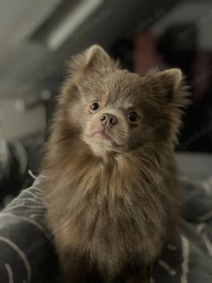 Maxi sucht ein liebevolles zuhause.