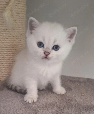 Britische Kitten mit himmelblau Augen