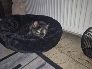 kätzchen sucht neues zuhause 