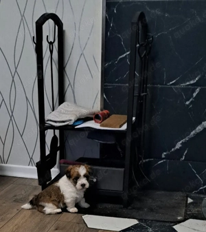 Westhighland Biewer Yorkshire Welpen