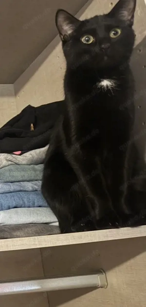 Die kleine Mimi sucht ein neues Zuhause 