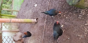 Hühner   Maranmischlinge