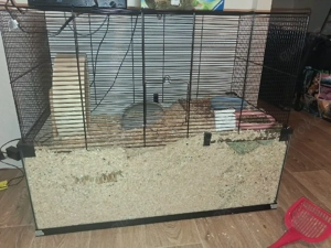 Die 2 süßen suchen ein neues Zuhause 