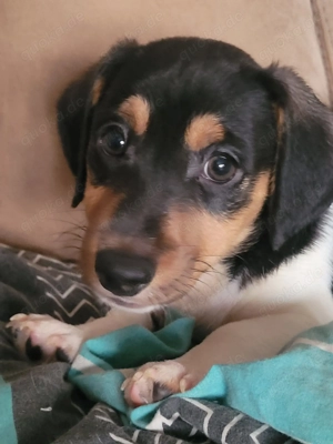 Bildschöne Jack Russel Rüden von prämierten Eltern mit Ahnentafel