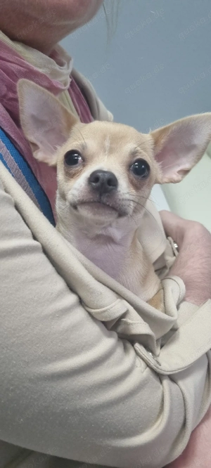 Chihuahua Hündin sucht Zuhause 15.11.2025 geboren