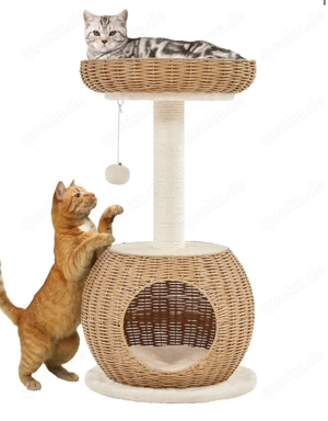 Mädchen Katze britisch kurzhaar weiß mit blauen Augen 