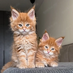 Maine-Coon-Kätzchen sofort verfügbar