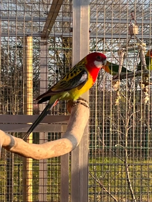 Prachtrosella   Rosella Sittich 