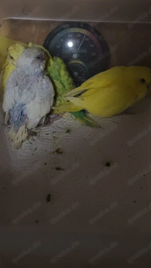 Wellensittich Jungtiere 