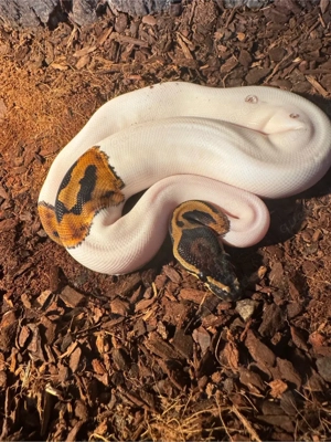 0.1 Königsphyton piebald