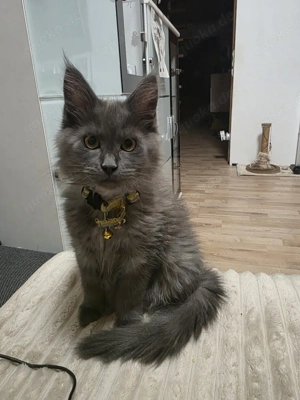 Maine Coon Kitten 