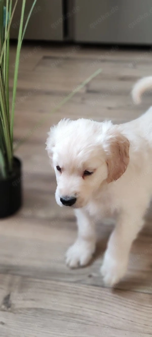 Wunderschöne Golden Retriever Rüden suchen ab sofort 