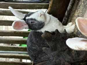 3 Kaninchen weiblich in beste Hände