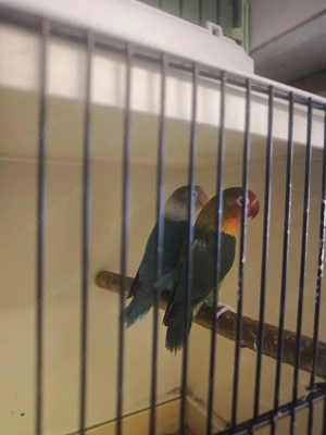 Agaporniden Unzertrennliche