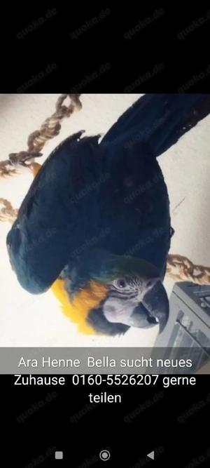 Ara Henne 4 Jahre teilzahm