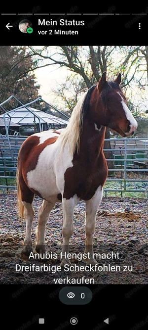 kräftiger Hengst Pinto