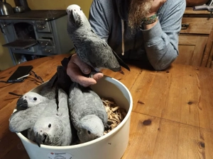 Graupapageien Handaufzucht 