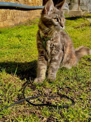 Main Coon Mädchen Nova