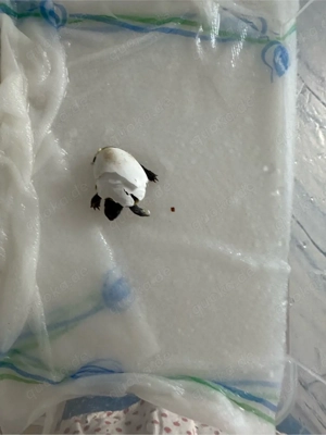 Zuckersüße Griechische Landschildkröten-Babys