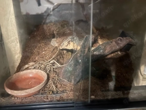 Tausch möglich Grammostola pulchra männlich  Bild 2
