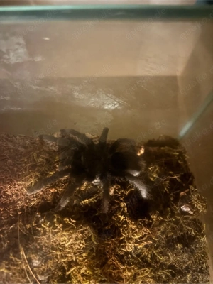 Grammostola pulchra männlich 