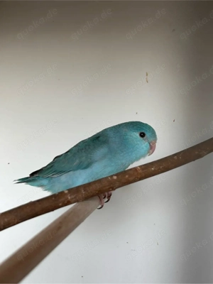 Bald zur Abgabe: nestjunge Sperlingspapageien