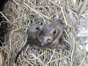 Degubabys bald zur Abgabe 