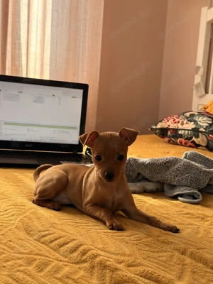 Zwergpinscher Welpen. nur noch eine Hündin