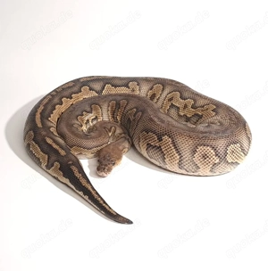 Clown Stranger Königspython regius 0.1