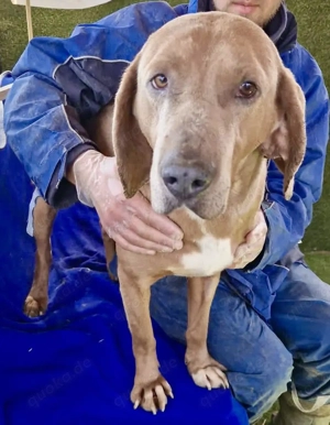 Benji.... Traumhund auf 4 Pfoten