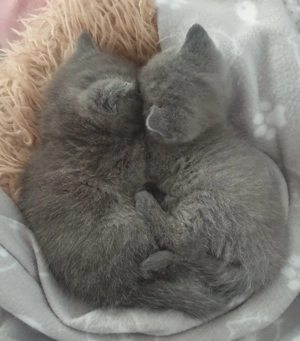 Zwei wunderschöne BKH Kitten (Mädchen ) ab 30.04. Abgabebereit 