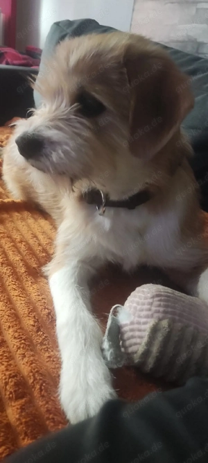 Hündin sucht Zuhause 