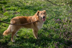 Chip 271745 - der Junghund lernt sehr gerne und freut sich über die Nähe zu den Menschen 